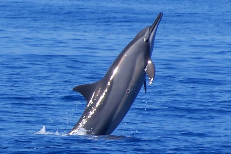 dauphin à long bec