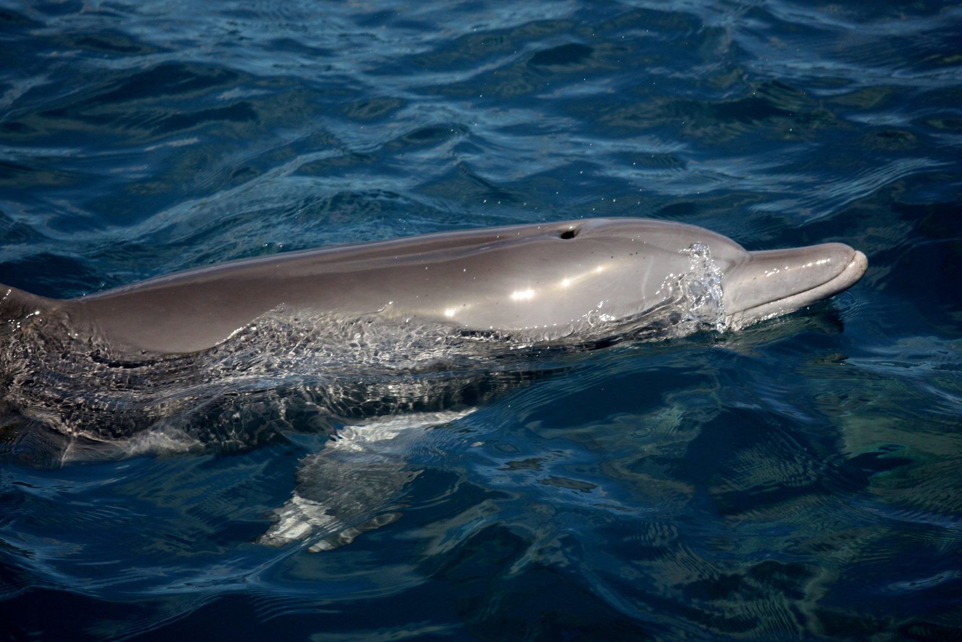 Biologie du grand dauphin - GECC