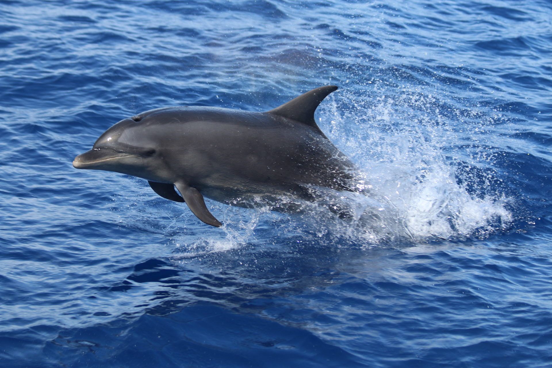 L'essentiel sur les baleines à bosse - Globice