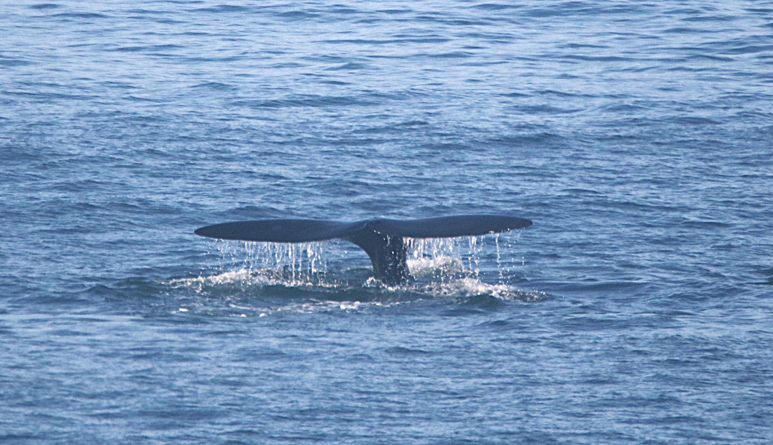 JMGancille Globice (133)