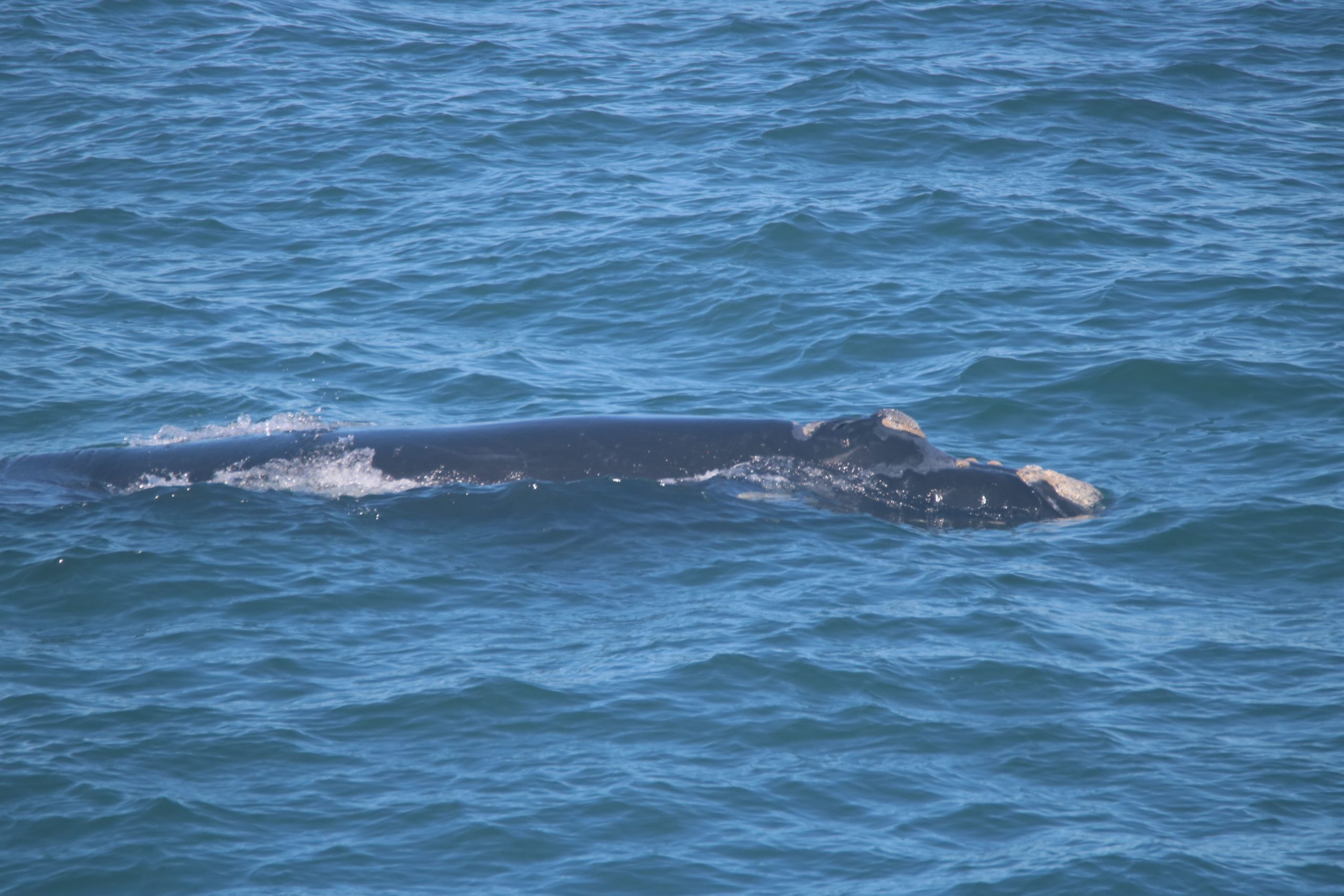 JMGancille Globice (178)