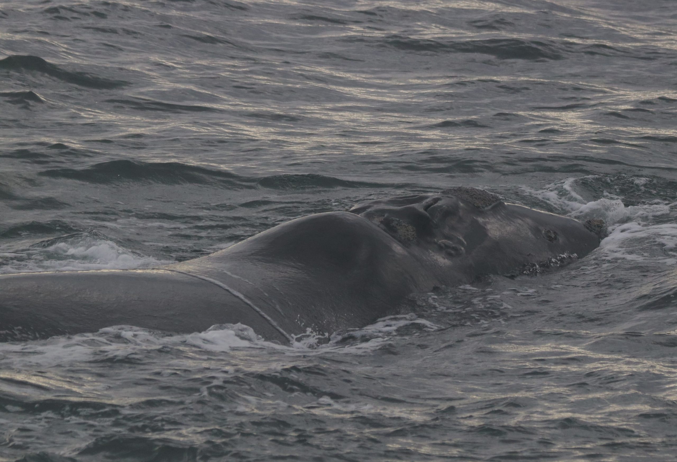 JMGancille Globice (52)