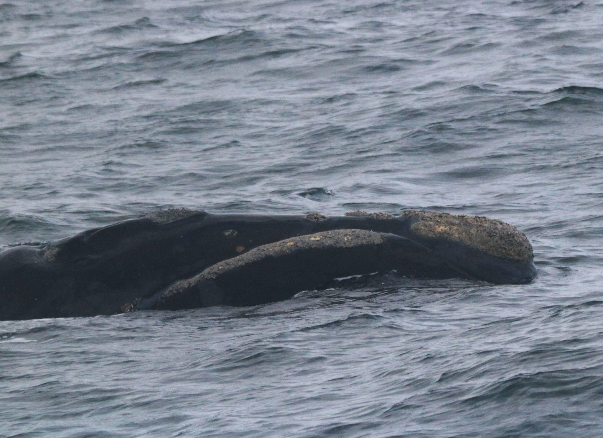 JMGancille Globice (64)