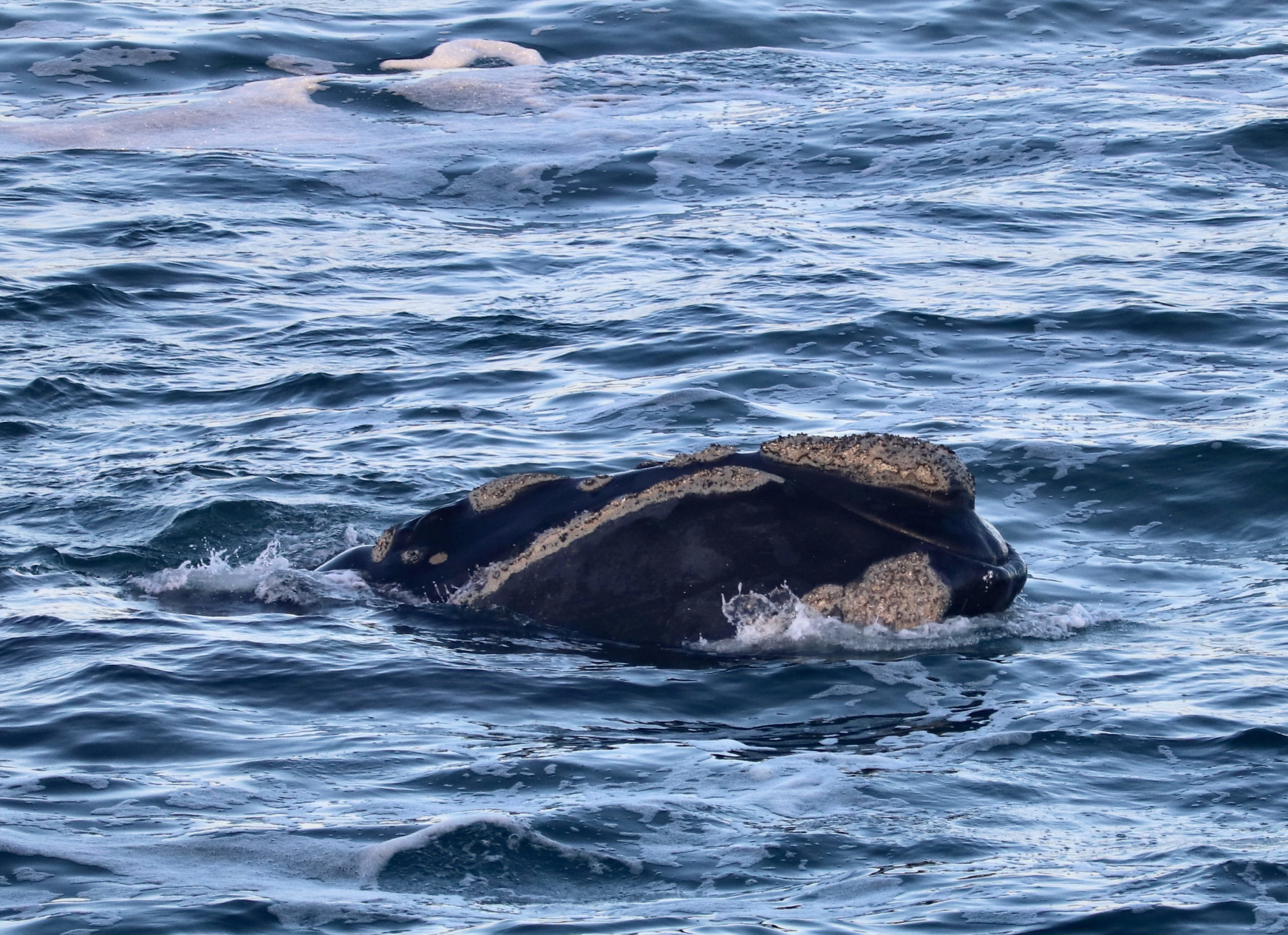 Libu Hermanus Oct25 (19)