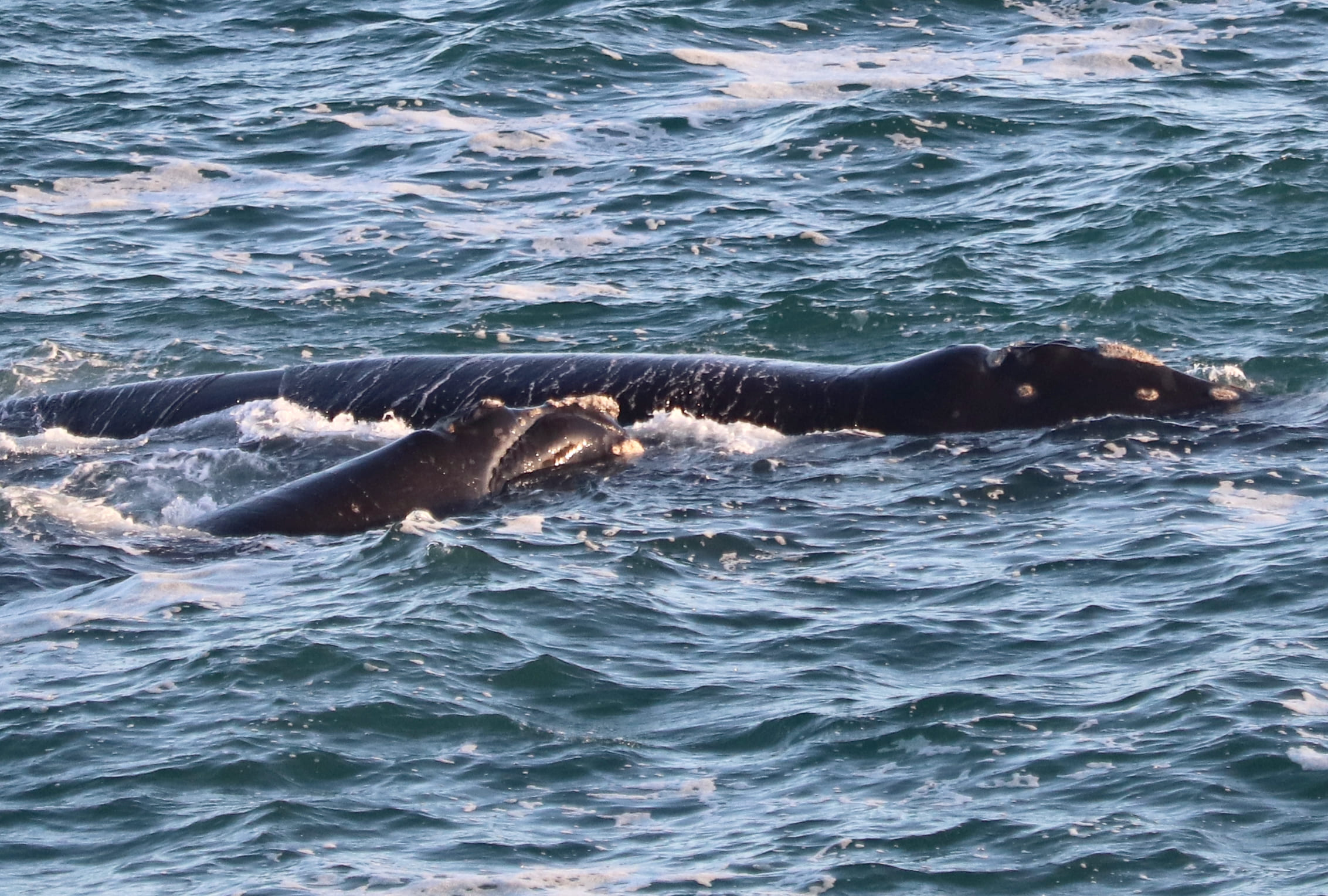 Libu Hermanus Oct25 (20)