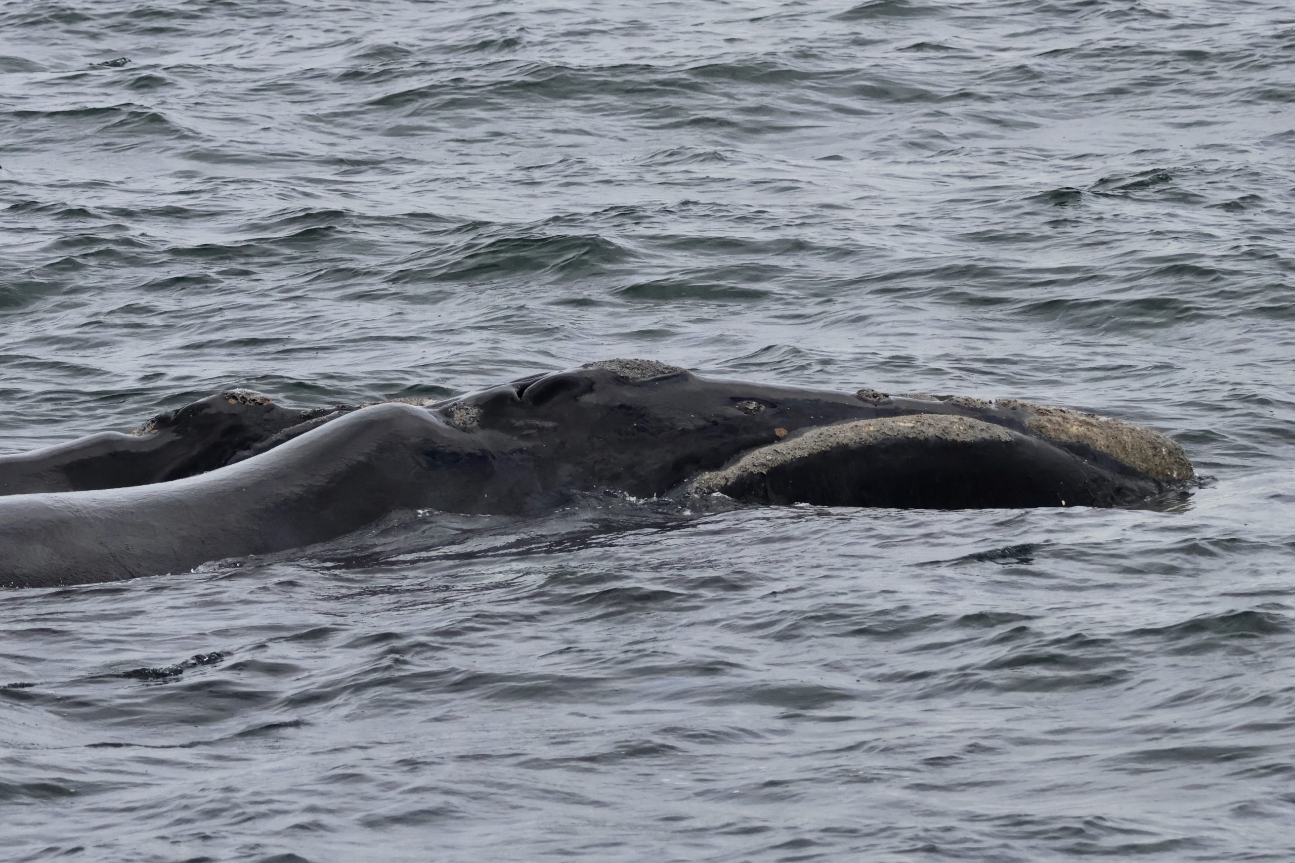 Libu Hermanus Oct25 (31)