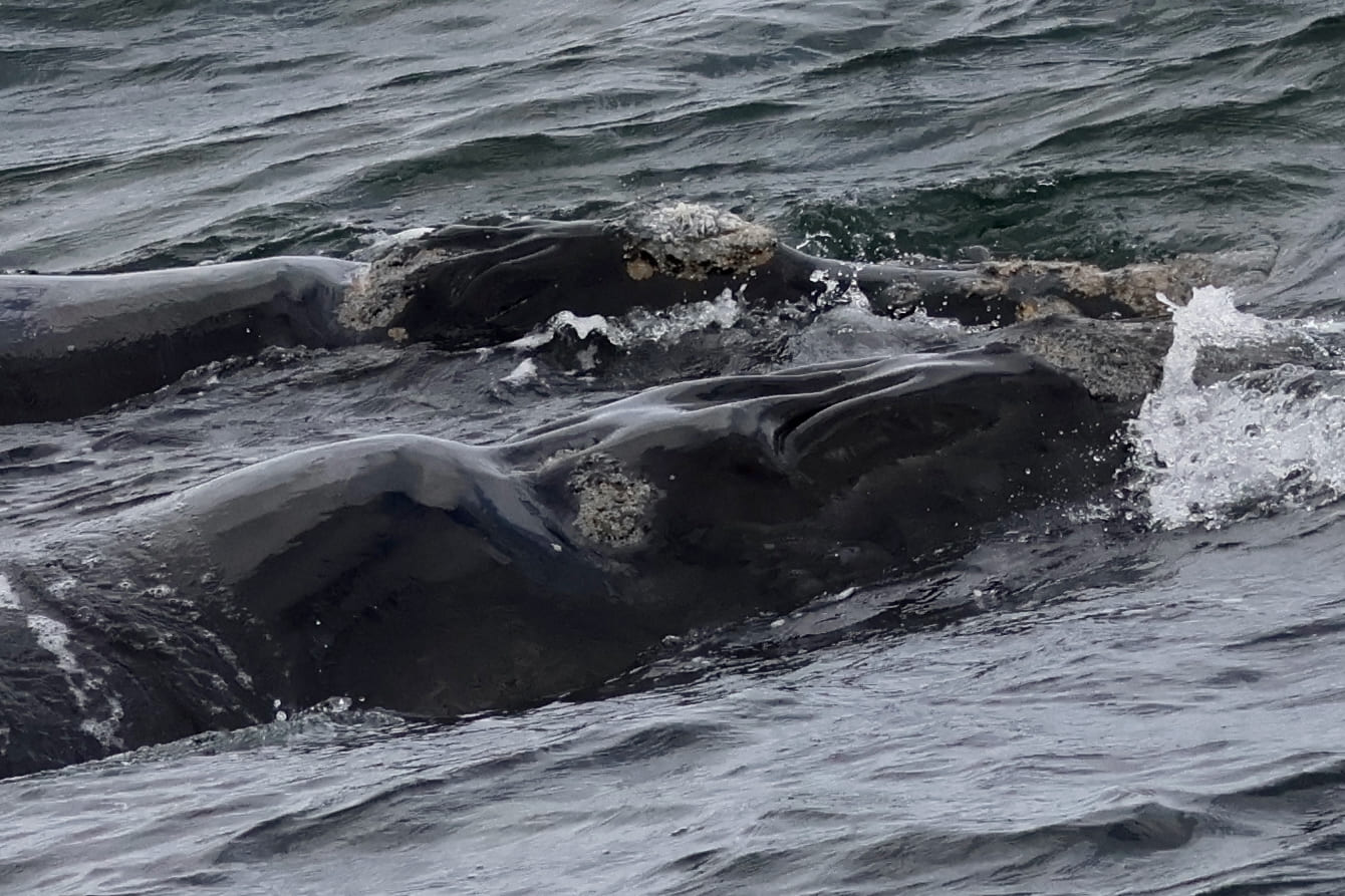 Libu Hermanus Oct25 (34)