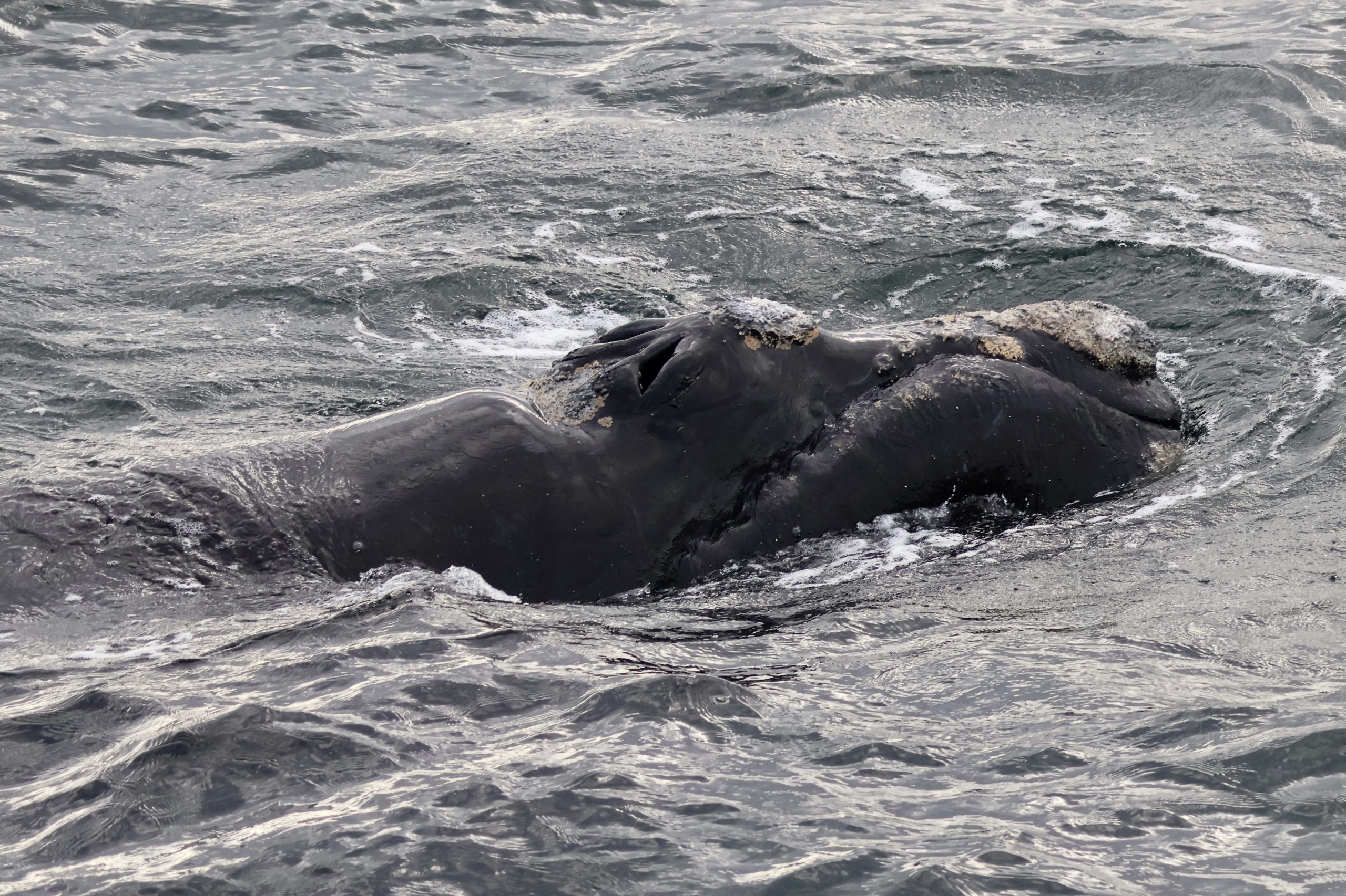 Libu Hermanus Oct25 (36)