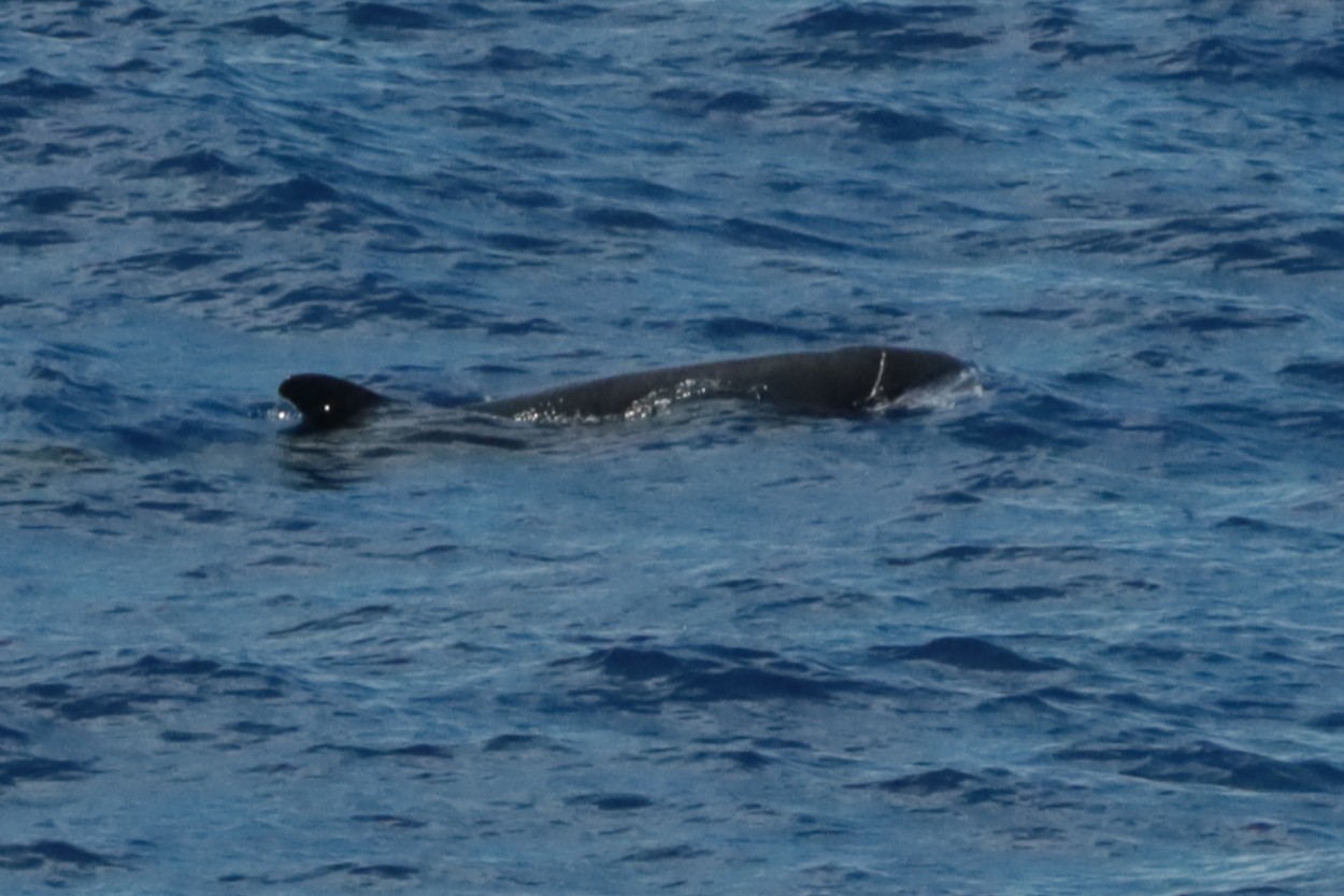 Orque Pygmée Osiris#16 (1)